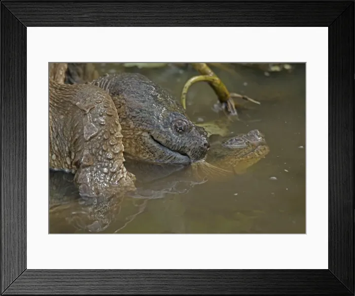 Framed Print : Picture No. 11091759 Framed Print : Picture No. 11091759