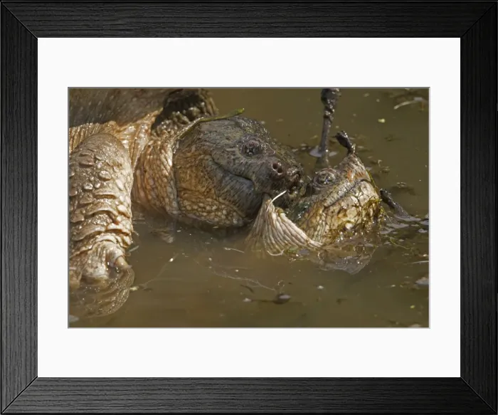 Framed Print : Picture No. 11091760