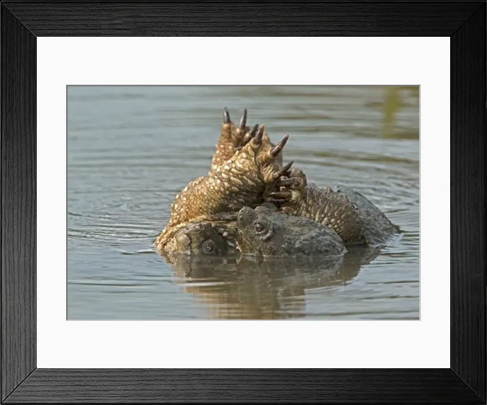 Framed Print : Picture No. 11091761