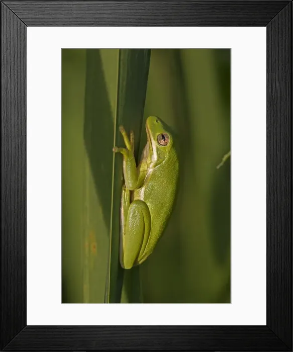 Framed Print : Picture No. 11091762 Framed Print : Picture No. 11091762