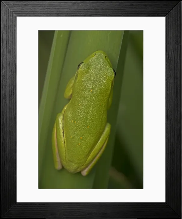 Framed Print : Picture No. 11091763 Framed Print : Picture No. 11091763