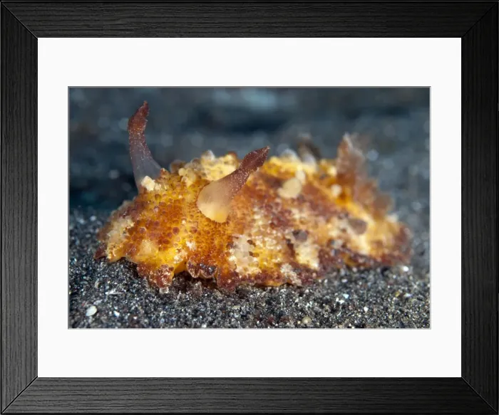 Framed Print : Picture No. 11091764