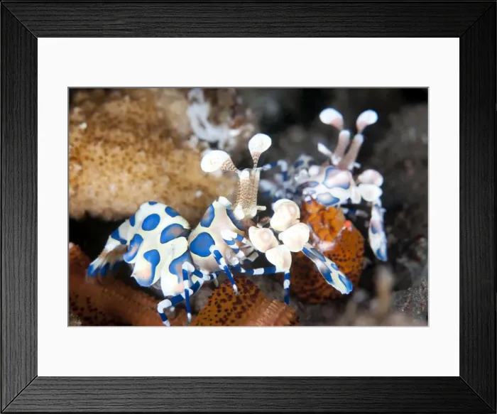 Framed Print : Picture No. 11091765 Framed Print : Picture No. 11091765