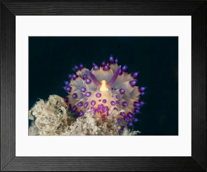 Framed Print : Picture No. 11091766