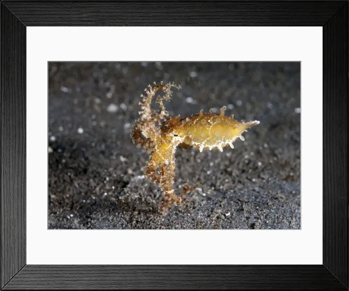 Framed Print : Picture No. 11091767 Framed Print : Picture No. 11091767