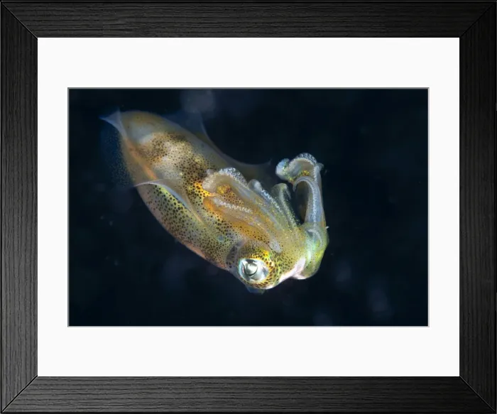 Framed Print : Picture No. 11091768