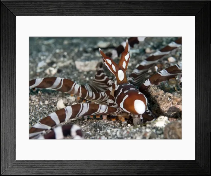 Framed Print : Picture No. 11091769 Framed Print : Picture No. 11091769
