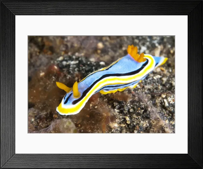 Framed Print : Picture No. 11091771 Framed Print : Picture No. 11091771