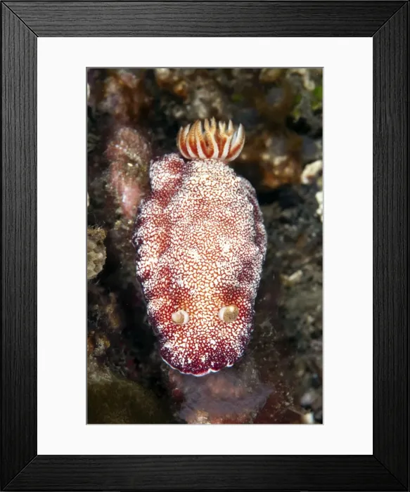 Framed Print : Picture No. 11091770 Framed Print : Picture No. 11091770