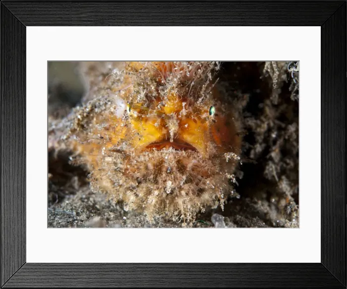 Framed Print : Picture No. 11091772 Framed Print : Picture No. 11091772