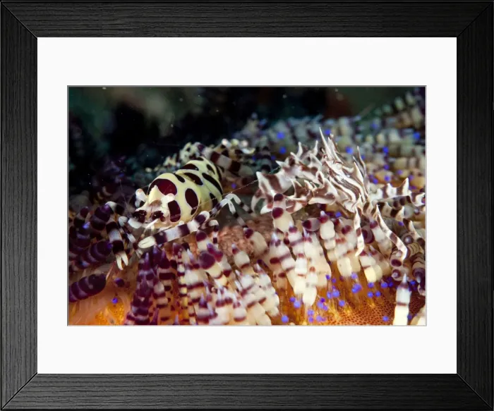 Framed Print : Picture No. 11091774 Framed Print : Picture No. 11091774