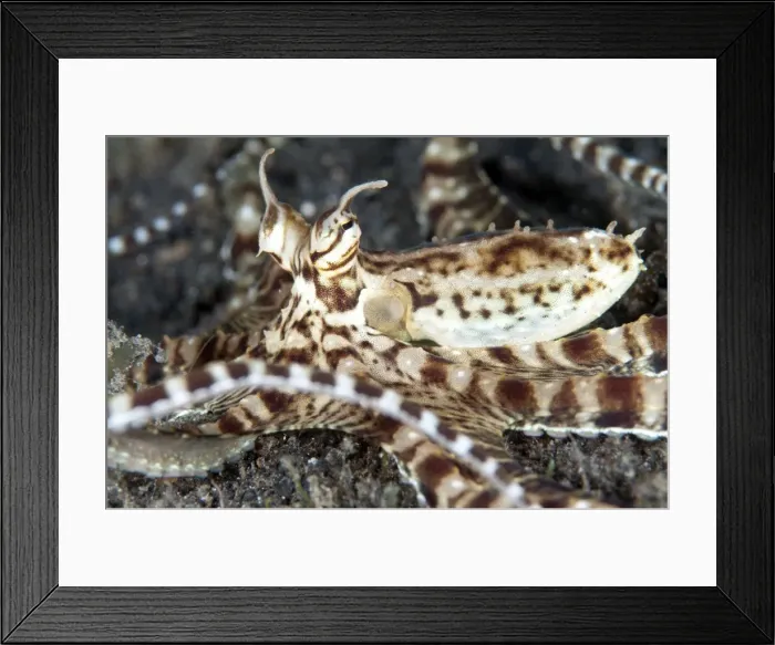 Framed Print : Picture No. 11091775 Framed Print : Picture No. 11091775