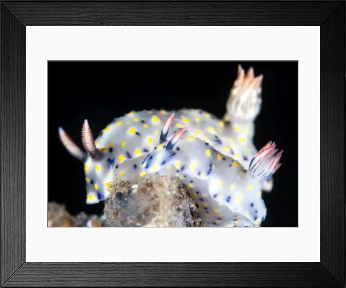 Framed Print : Picture No. 11091777 Framed Print : Picture No. 11091777