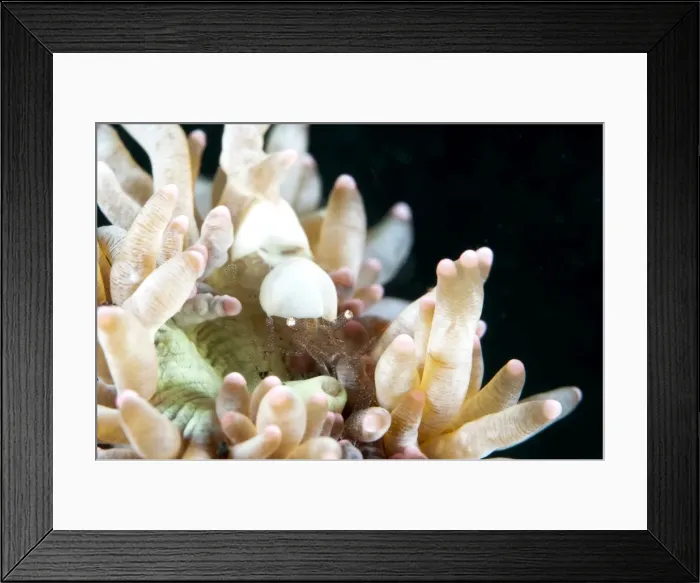 Framed Print : Picture No. 11091776 Framed Print : Picture No. 11091776