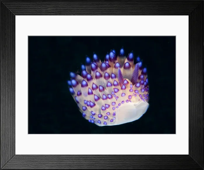 Framed Print : Picture No. 11091778