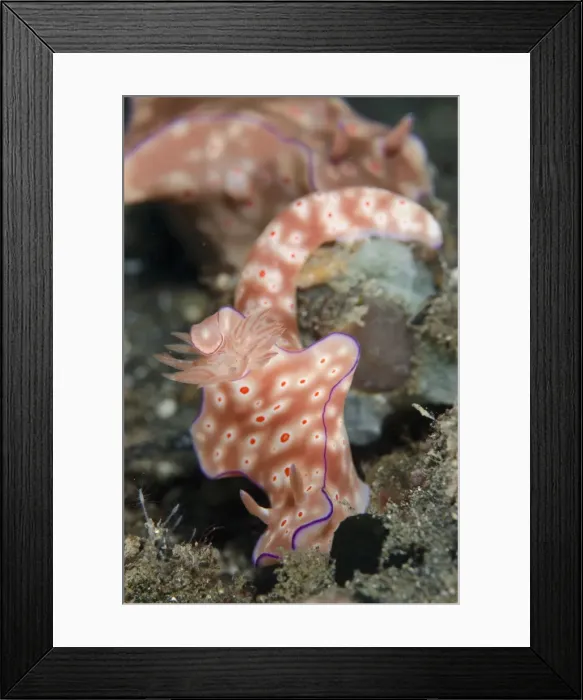 Framed Print : Picture No. 11091780