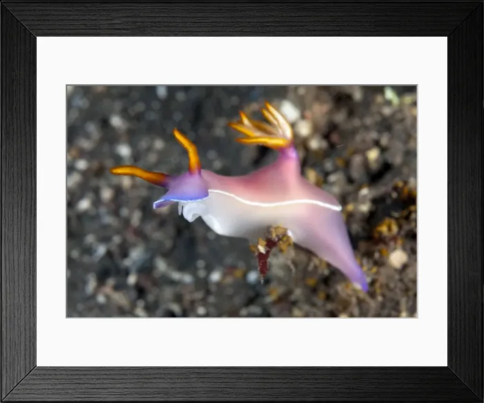 Framed Print : Picture No. 11091779 Framed Print : Picture No. 11091779