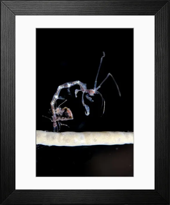 Framed Print : Picture No. 11091781