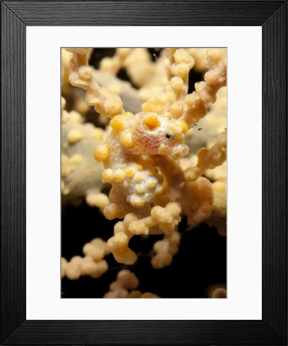 Framed Print : Picture No. 11091783 Framed Print : Picture No. 11091783