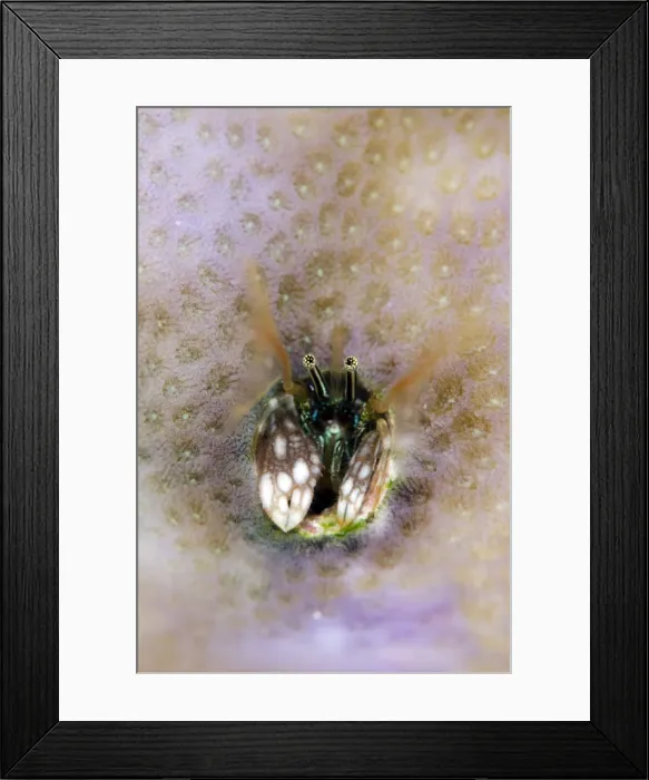 Framed Print : Picture No. 11091784 Framed Print : Picture No. 11091784