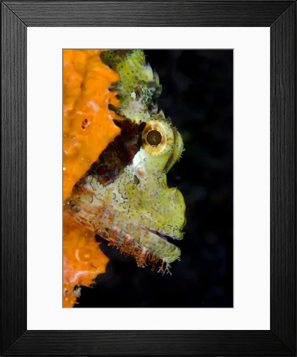 Framed Print : Picture No. 11091786 Framed Print : Picture No. 11091786