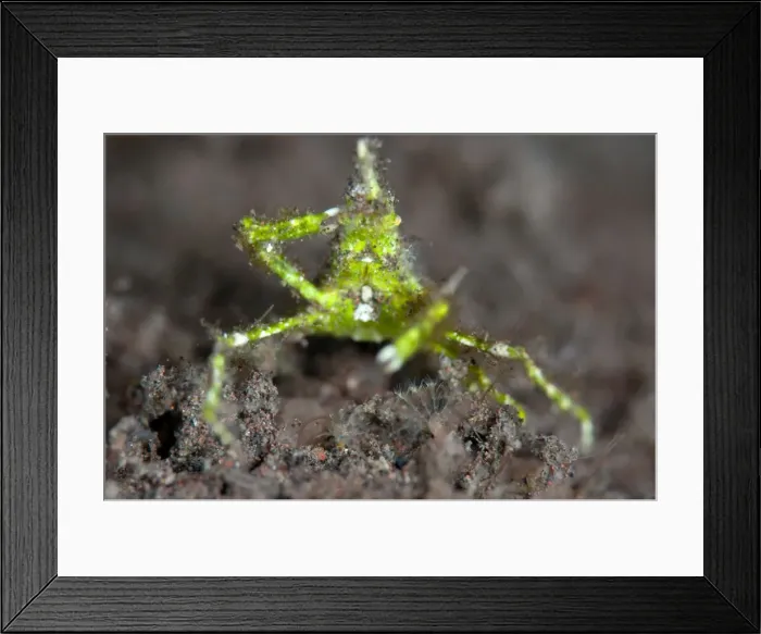 Framed Print : Picture No. 11091785 Framed Print : Picture No. 11091785
