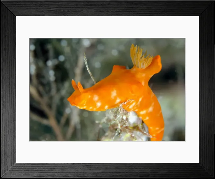 Framed Print : Picture No. 11091788