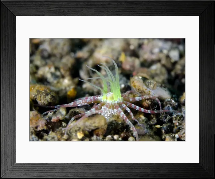 Framed Print : Picture No. 11091787 Framed Print : Picture No. 11091787