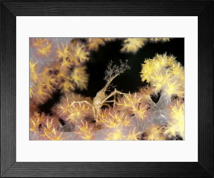 Framed Print : Picture No. 11091789 Framed Print : Picture No. 11091789