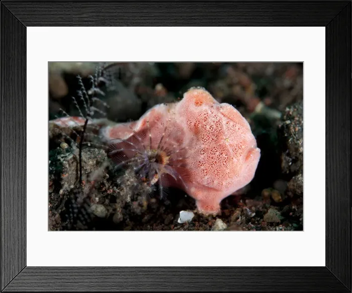 Framed Print : Picture No. 11091790 Framed Print : Picture No. 11091790