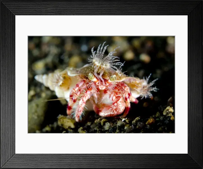 Framed Print : Picture No. 11091792 Framed Print : Picture No. 11091792