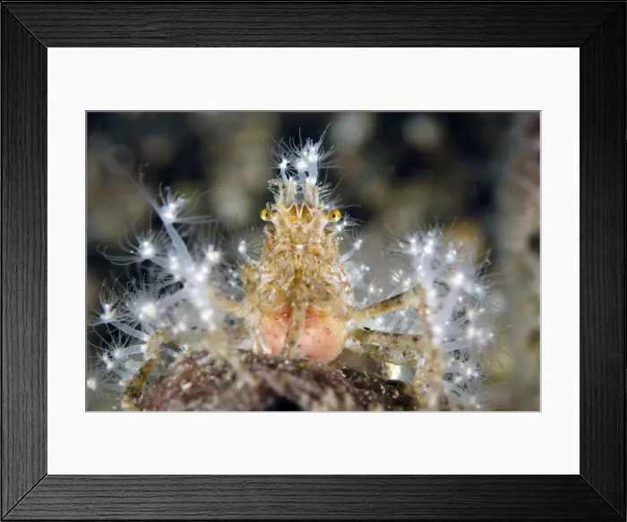 Framed Print : Picture No. 11091793 Framed Print : Picture No. 11091793