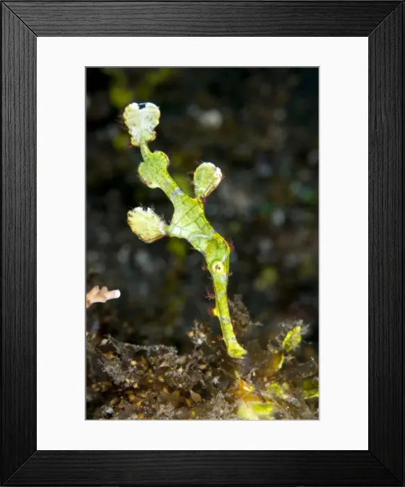 Framed Print : Picture No. 11091795 Framed Print : Picture No. 11091795