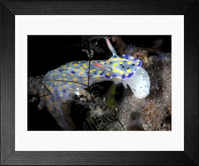 Framed Print : Picture No. 11091796 Framed Print : Picture No. 11091796