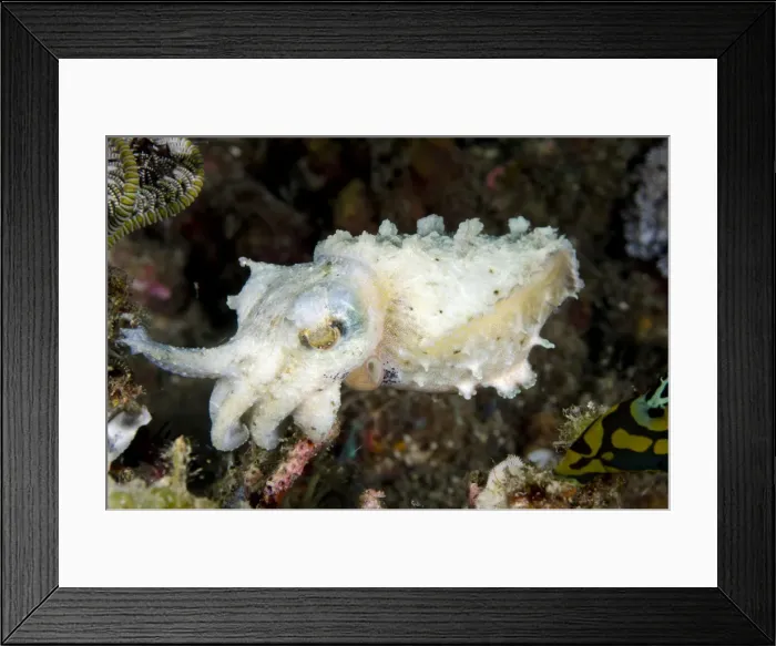 Framed Print : Picture No. 11091797 Framed Print : Picture No. 11091797
