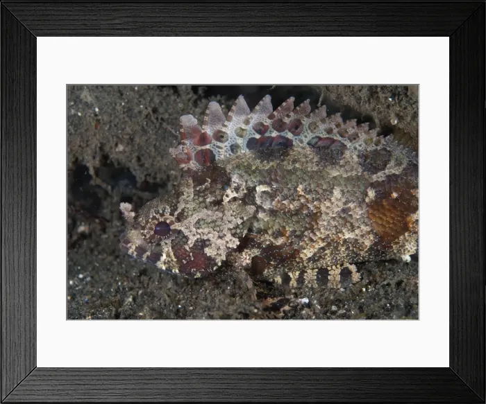 Framed Print : Picture No. 11091798 Framed Print : Picture No. 11091798