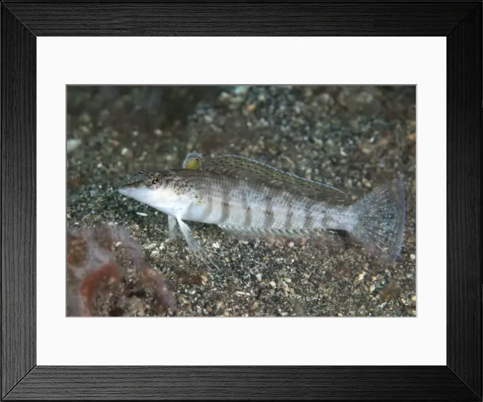 Framed Print : Picture No. 11091799 Framed Print : Picture No. 11091799