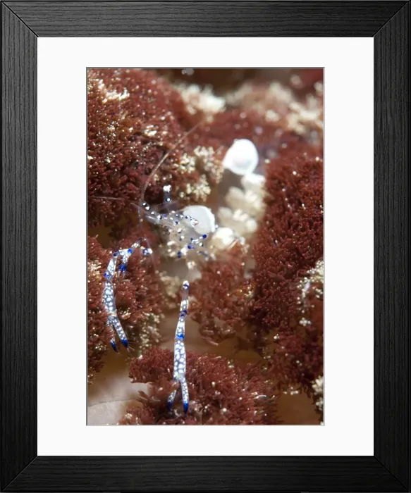 Framed Print : Picture No. 11091801 Framed Print : Picture No. 11091801