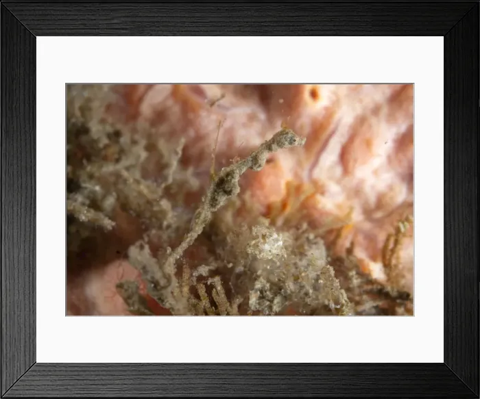 Framed Print : Picture No. 11091800