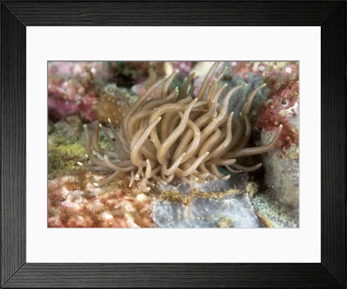 Framed Print : Picture No. 11091802 Framed Print : Picture No. 11091802
