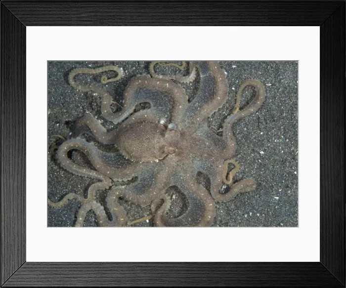 Framed Print : Picture No. 11091803 Framed Print : Picture No. 11091803