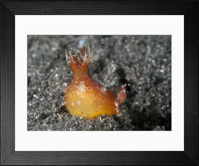 Framed Print : Picture No. 11091804 Framed Print : Picture No. 11091804
