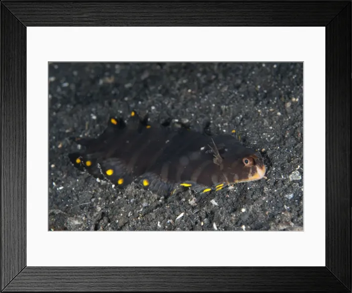 Framed Print : Picture No. 11091805 Framed Print : Picture No. 11091805
