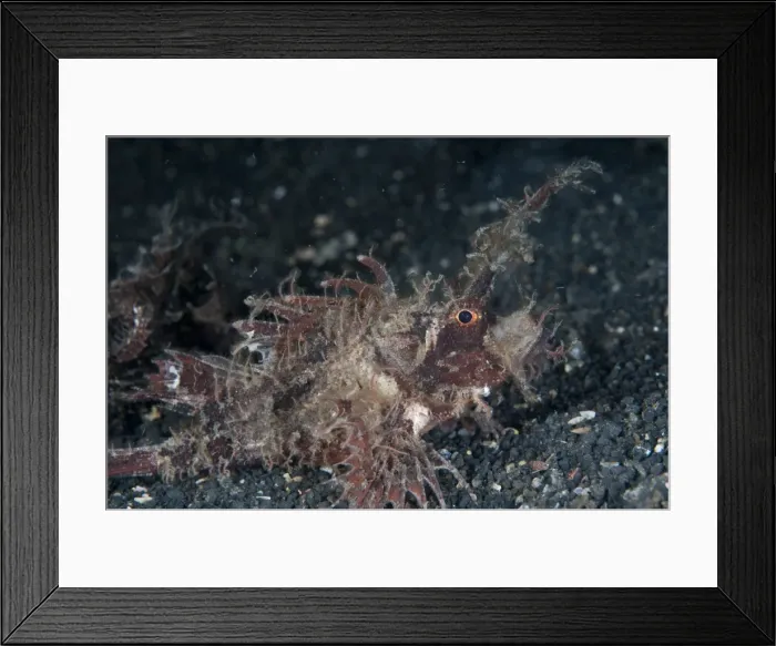 Framed Print : Picture No. 11091806 Framed Print : Picture No. 11091806