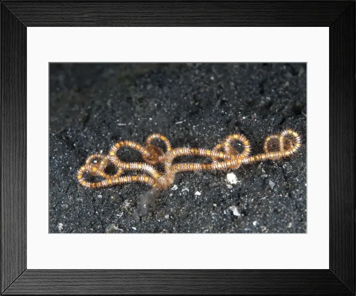 Framed Print : Picture No. 11091810 Framed Print : Picture No. 11091810