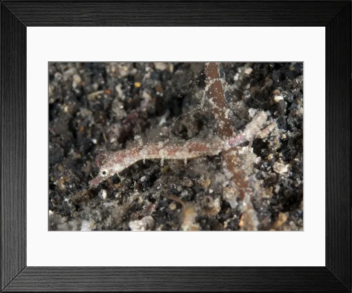 Framed Print : Picture No. 11091813 Framed Print : Picture No. 11091813