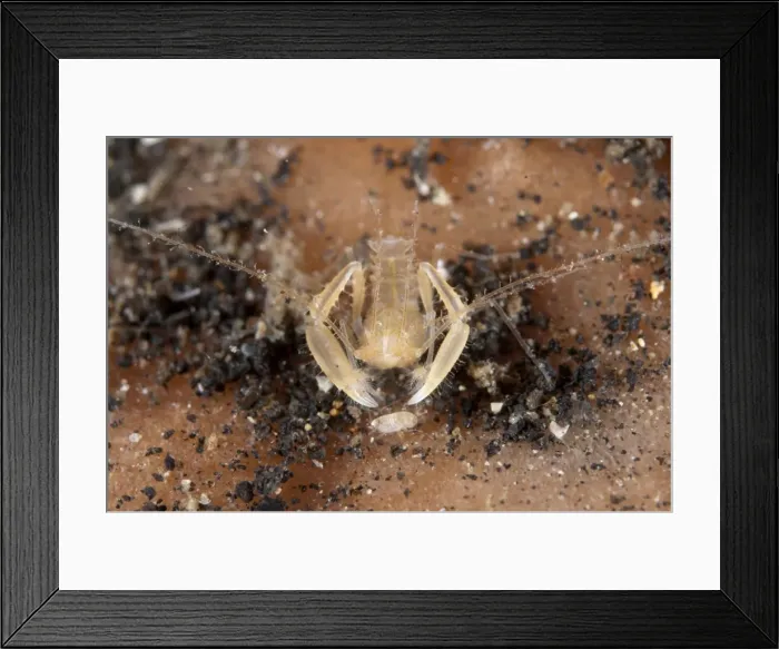 Framed Print : Picture No. 11091812 Framed Print : Picture No. 11091812
