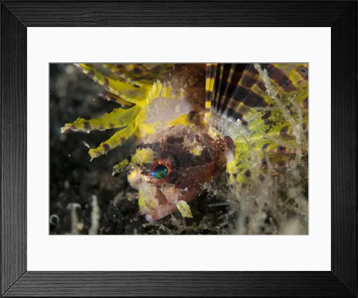 Framed Print : Picture No. 11091814 Framed Print : Picture No. 11091814