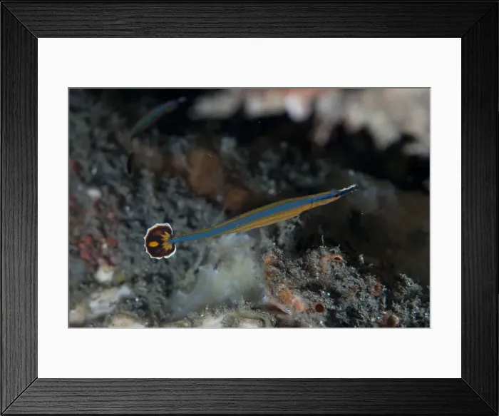 Framed Print : Picture No. 11091815 Framed Print : Picture No. 11091815