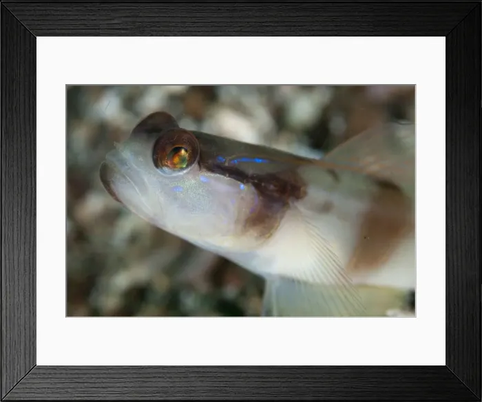 Framed Print : Picture No. 11091816 Framed Print : Picture No. 11091816
